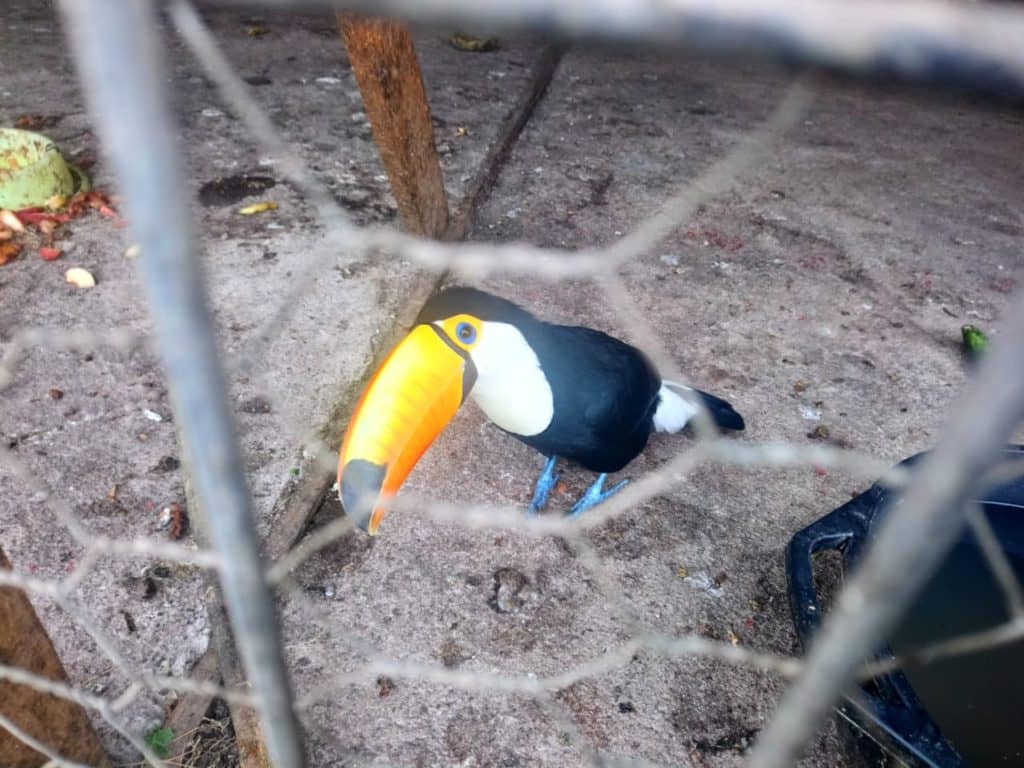 PDI y SAG incautaron aves exóticas en Chimbarongo