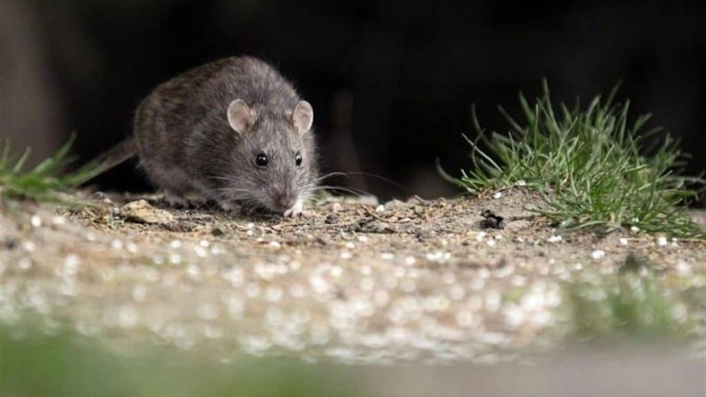 Mujer de Romeral es el nuevo caso de virus Hanta en la región