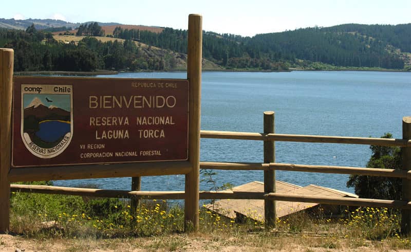 Fundación Reforestemos plantará árboles nativos en la Reserva Nacional Laguna Torca