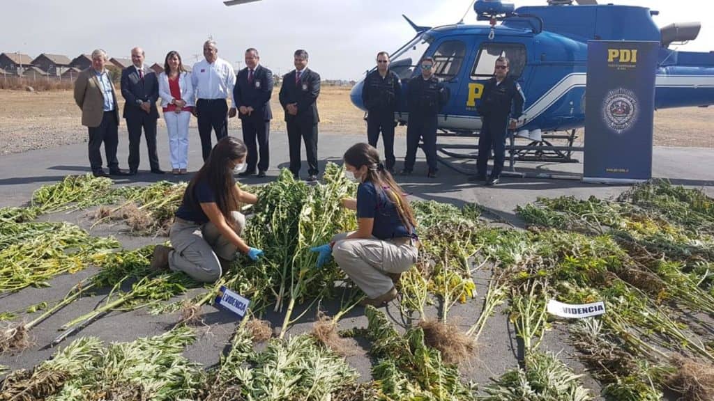 Más de 8 mil 500 plantas de marihuana fueron erradicadas por la PDI en Curicó