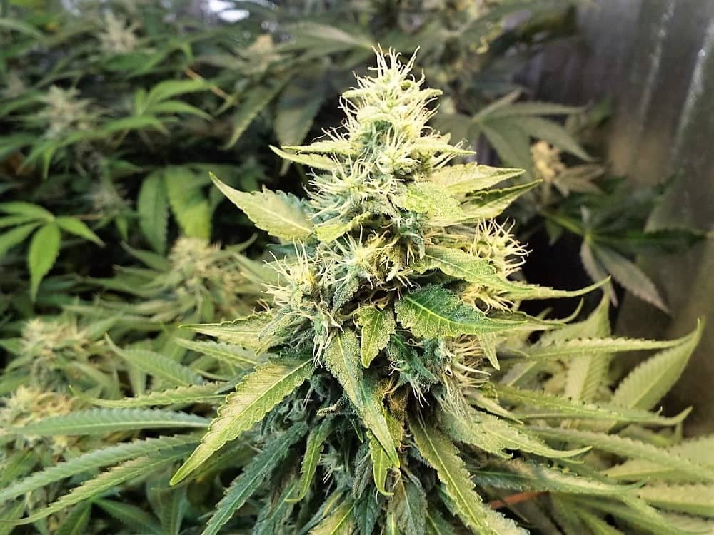 Comisión del Senado aprobó indicación que permite uso personal de cinco plantas de marihuana en domicilios