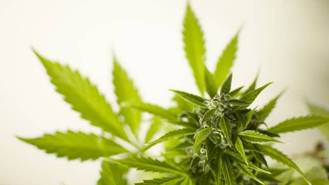 Encuentran plantas de marihuana en el living de una casa en Santa Fe