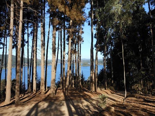 Trabajador forestal murió aplastado por un árbol en Vichuquén