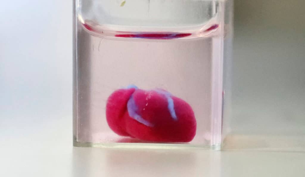 Científicos presentaron el primer corazón impreso en 3D formado por tejidos humanos