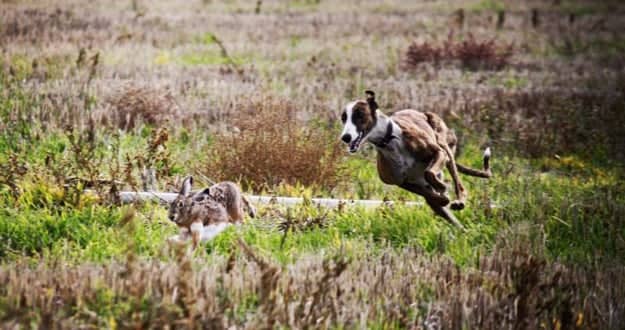 Campeonato de caza de la liebre se realizará este domingo en El Parrón de Rauco