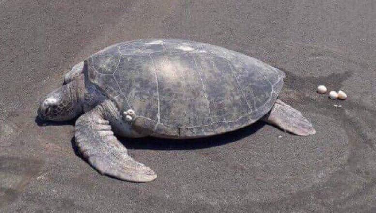 Tortuga en peligro de extinción puso huevos en el cemento por construcción de pista de aterrizaje