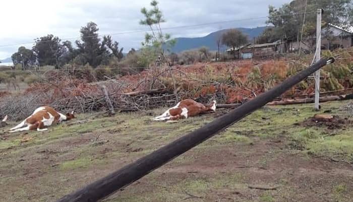 Caída de poste electrocutó y mató a tres animales en Peralillo Bajo