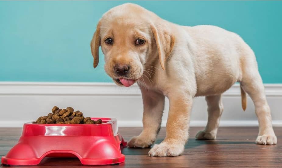 Siete recomendaciones para alimentar correctamente a un perro cachorro
