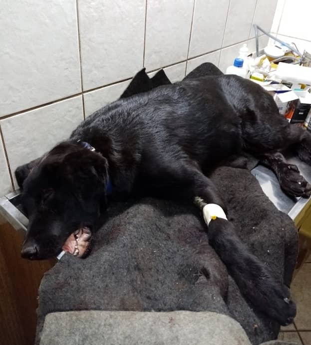 Agrupación animalista de Curicó pide ayuda para operación de perro atropellado y abandonado
