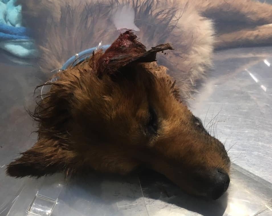 Mujer denunció envenenamiento y agresión a perros en Valles de Santa Fe en Curicó