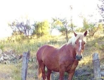 Sujetos robaron más de diez caballos a agricultores de Curepto