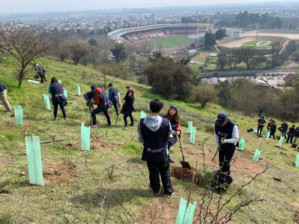 Fundación Cultiva y Banco de Chile realizaron campaña de reforestación en Curicó
