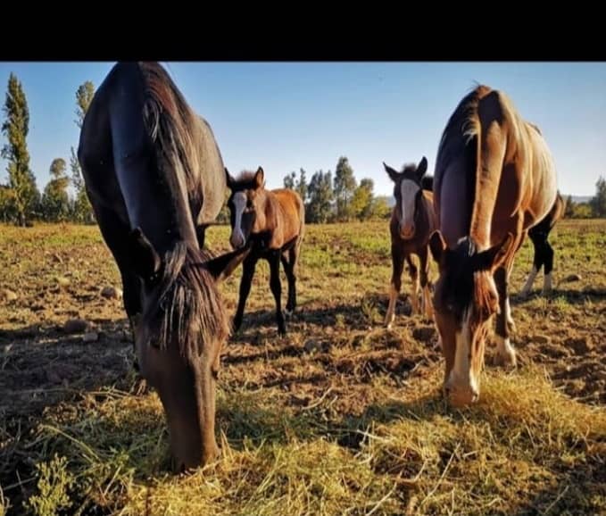Sujetos robaron ocho caballos fina sangre desde predio en Lontué