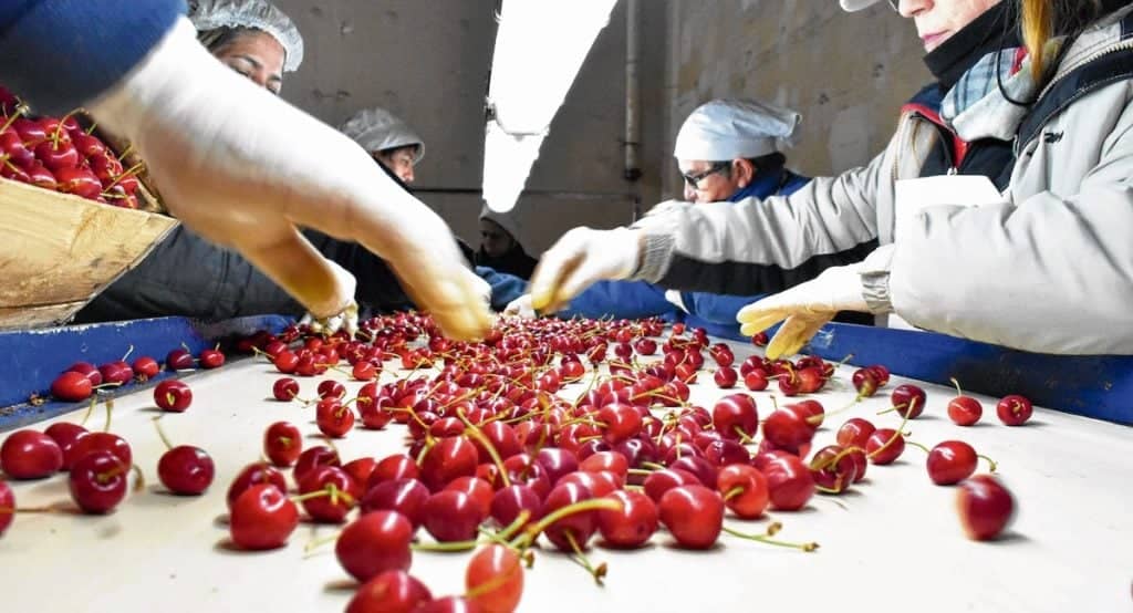 "En jaque" 25 mil toneladas de cerezas por paro de camioneros