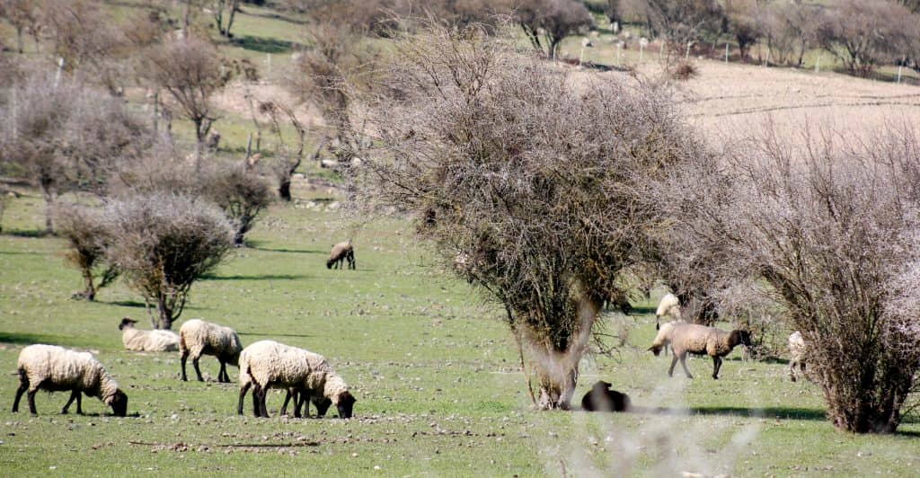 Municipio rauquino agradeció decreto de zona de emergencia agrícola
