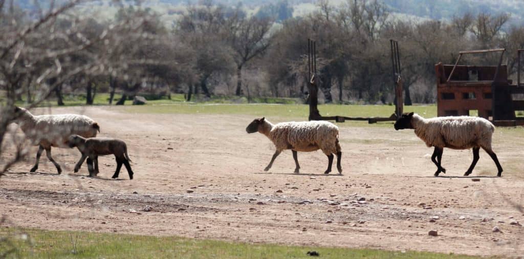 Agricultores de Rauco aún no han recibido ayuda comprometida por el Gobierno