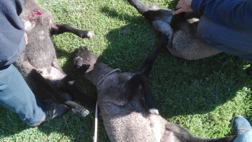 Criancero denuncia que perros atacaron y mataron a más de 300 cabezas de ganado en Los Coipos