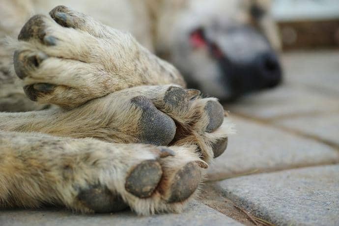 Denuncian envenenamiento de animales en camino a El Radal en Molina