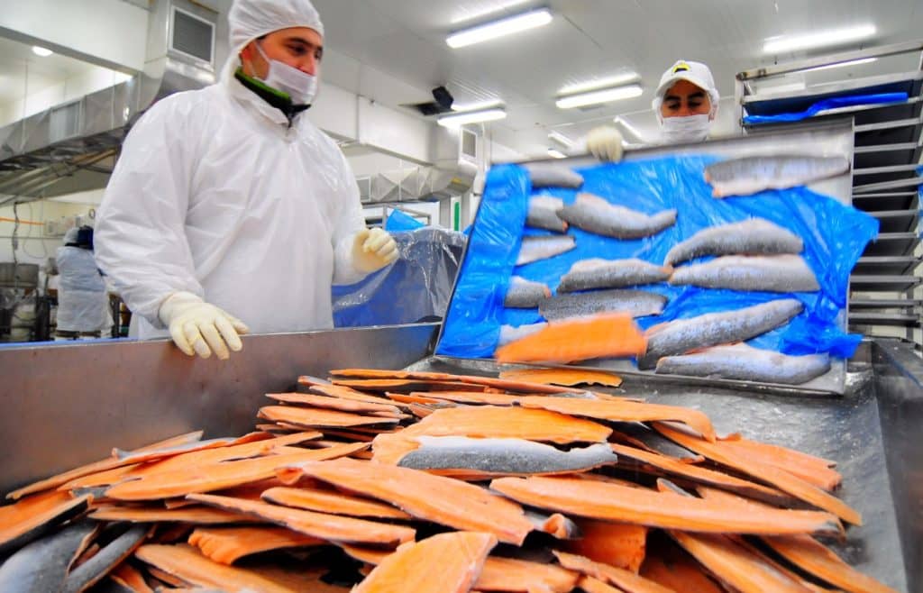 Corte Suprema obliga a Sernapesca a informar sobre situación sanitaria de salmones