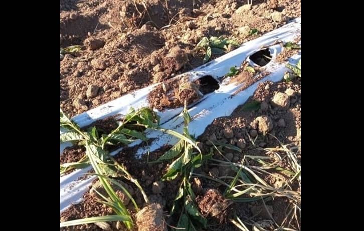 Desconocidos robaron miles de plantas avaluadas en $25 millones desde vivero en La Huerta