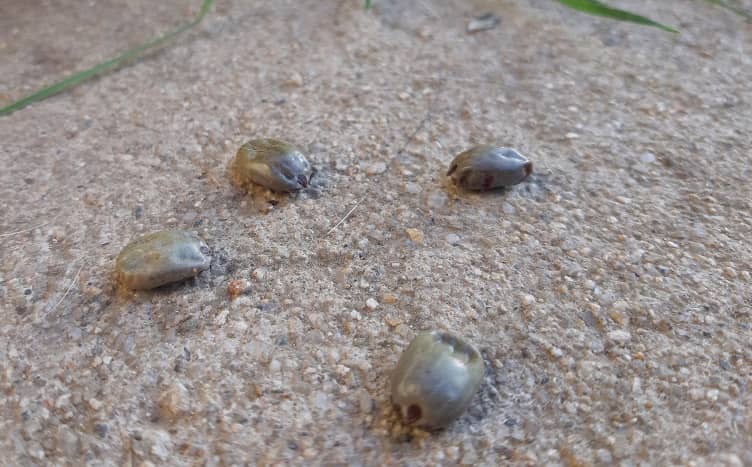 Expertos entregan consejos para erradicar a las garrapatas en el hogar