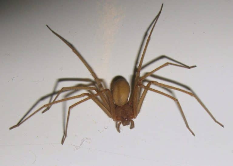 Araña de rincón: ¿Cómo identificarla y qué hacer ante su picadura?