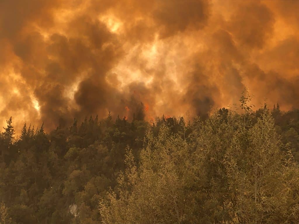 Experto advirtió que recuperación del bosque nativo del Maule tras incendios podría demorar 50 años