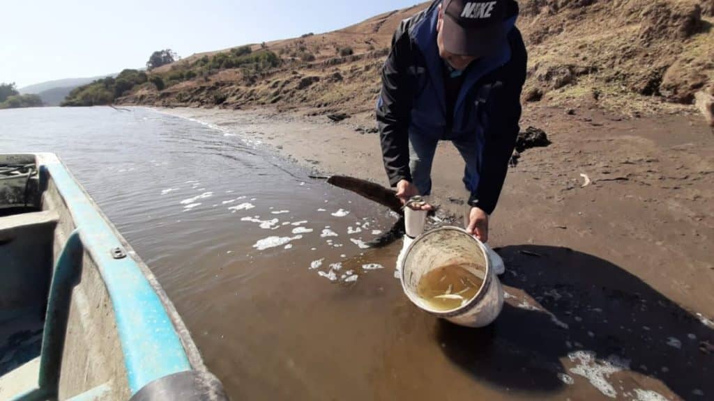 Seremi de Salud descartó responsabilidad de Celulosa Licancel por muerte de peces en Río Mataquito