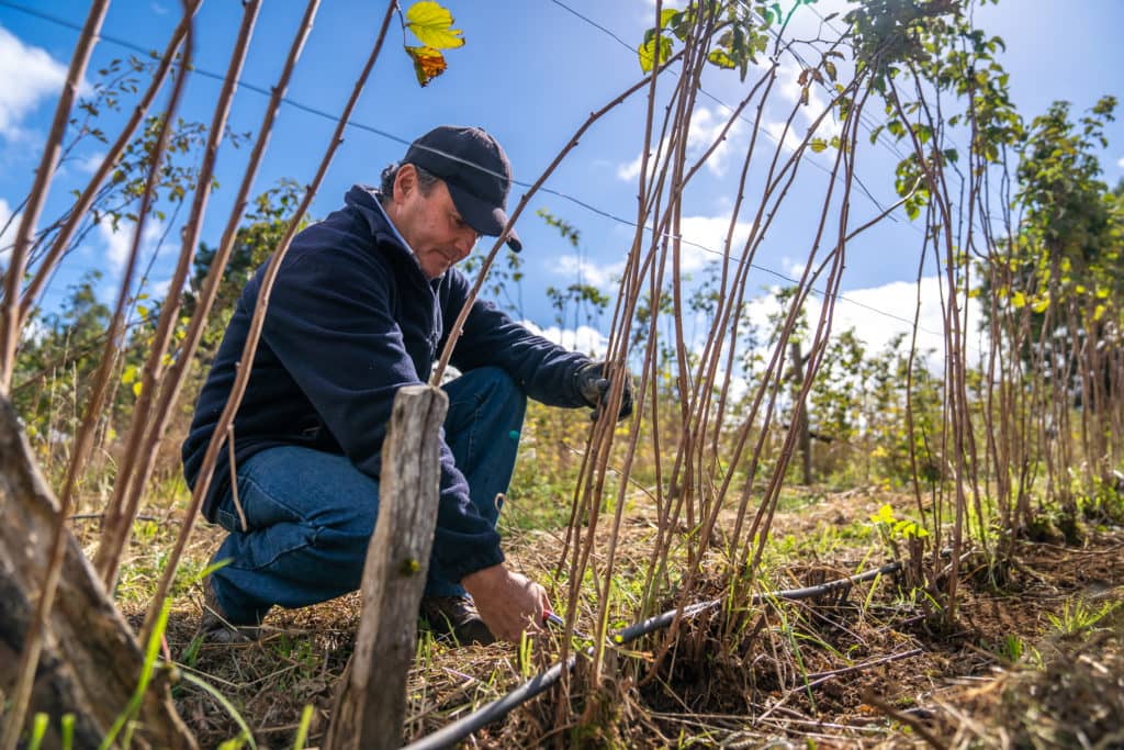 Indap prorrogó en 90 días el vencimiento de los créditos a pequeños agricultores