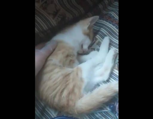 Hombre denunció a chofer de bus por arrojar jaula y matar a su gata de dos meses en el Maule