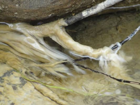 Sernapesca declaró emergencia por plaga de microalga en Río Claro de Molina