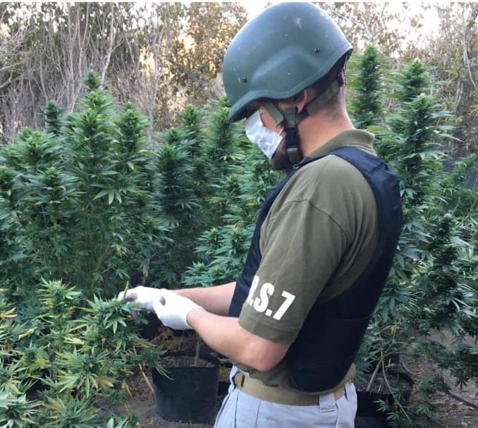 Carabineros detuvo a un hombre e incautó plantación de cannabis en Rauco