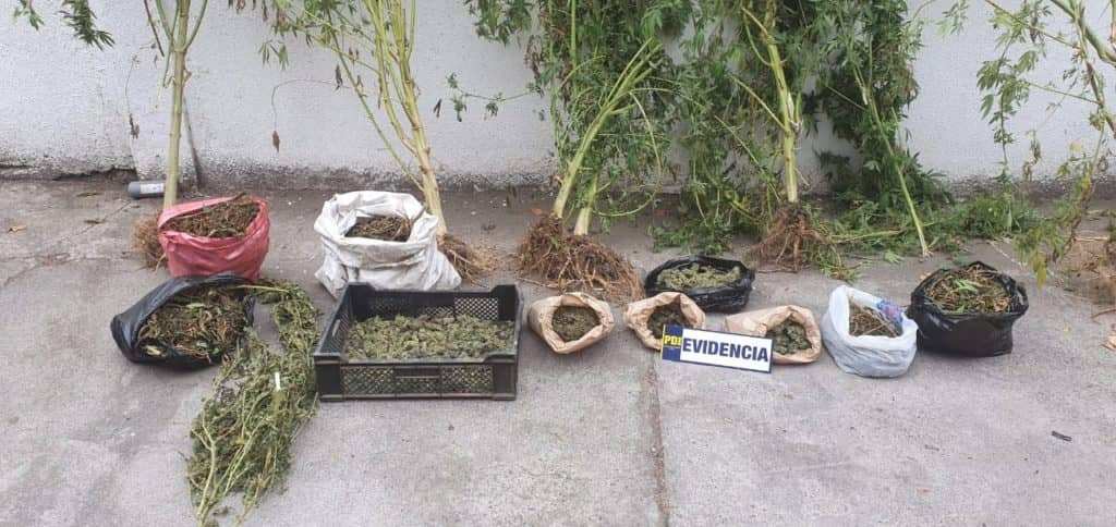 PDI incauta cannabis sativa en Pelarco