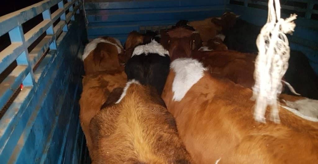 Violento asalto en feria de ganado de Curicó: Delincuentes maniatan a nocheros y roban 48 novillos
