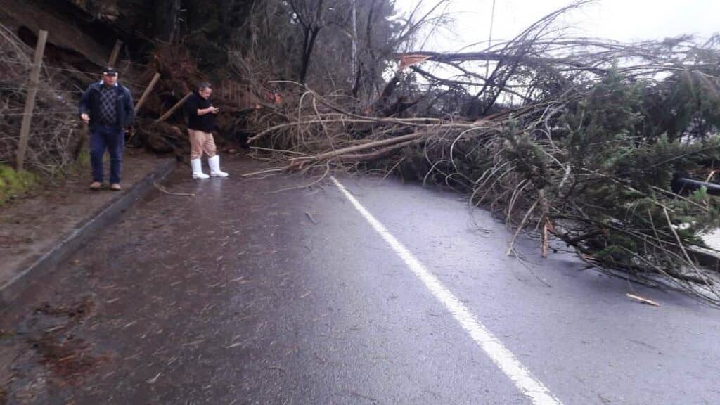 Tromba marina arrasó con árboles y tendido eléctrico en Llico