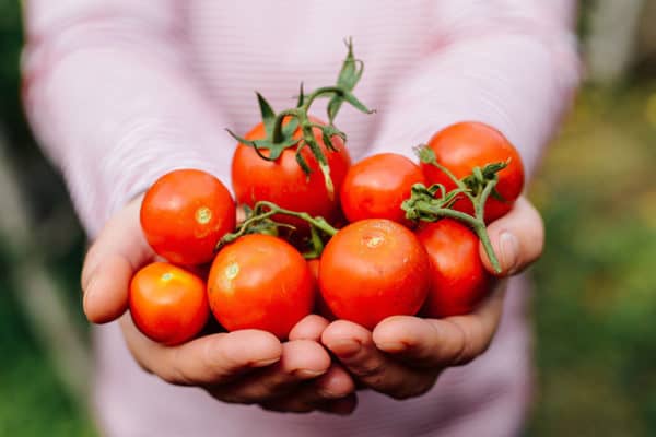 Estudian prevención de enfermedades cardiovasculares en el tomate y el maqui
