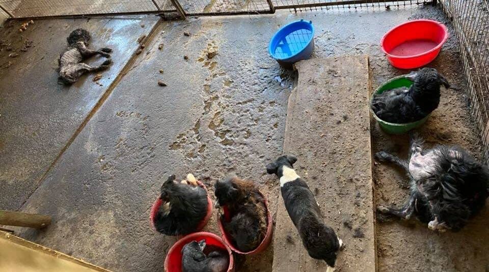 Fiscalía abre investigación por denuncias de maltrato animal en canil municipal de Curicó