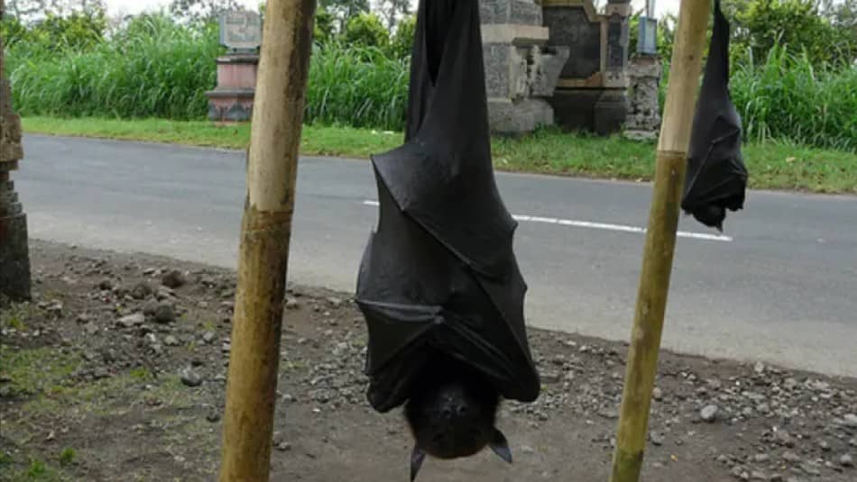 Filipinas: viralizan imágenes de un murciélago gigante del tamaño de un humano