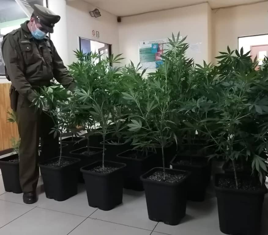 41 plantas de marihuana fueron incautadas en sector Zapallar