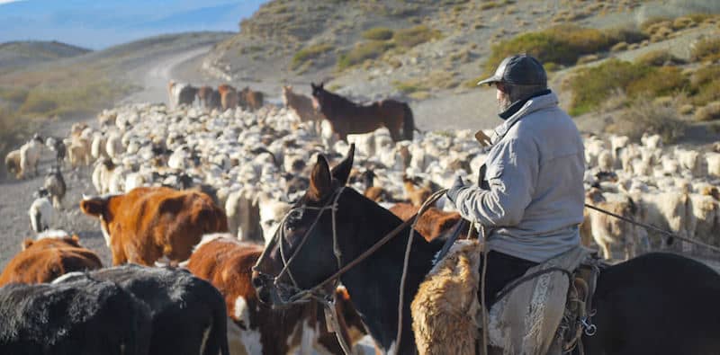 Advierten sobre delincuentes que se hacen pasar por compradores de animales
