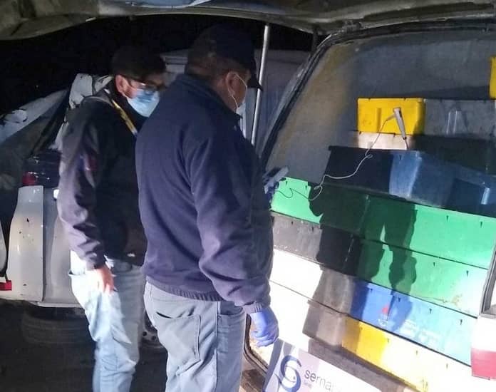 Millonario decomiso de merluza procedente de Duao efectuó Sernapesca regional