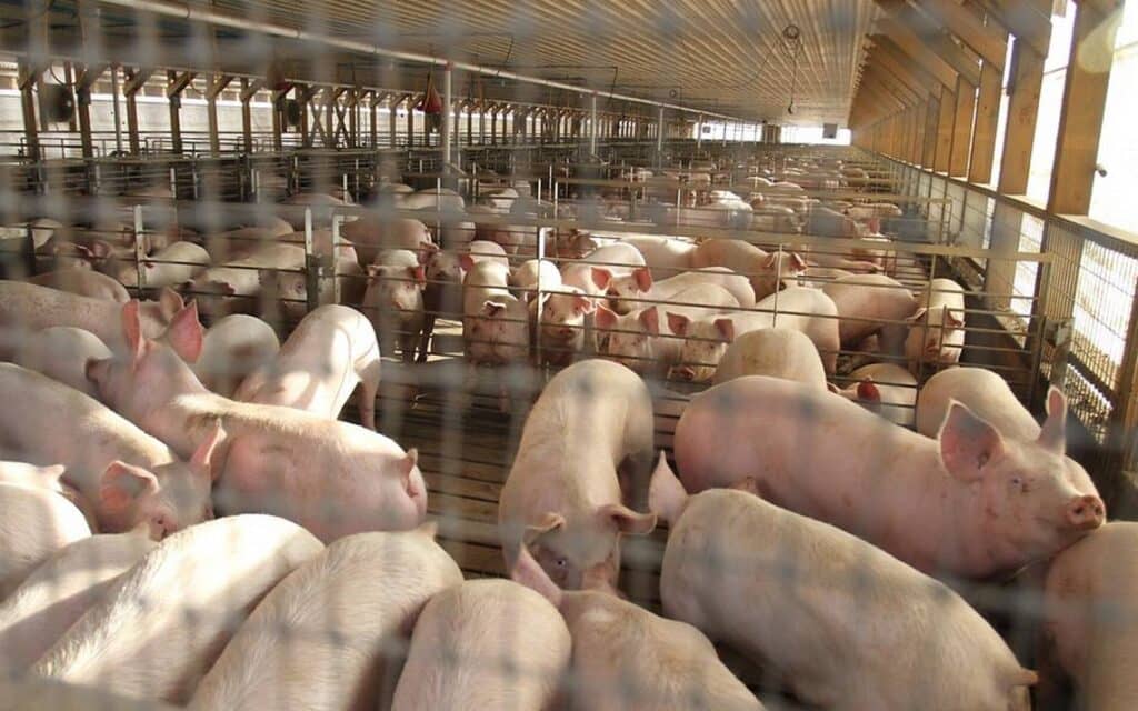 Alerta sin alarma: qué hacer frente al virus porcino con ‘potencial pandémico’ detectado en China