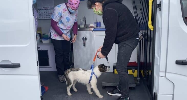 Municipalidad de Molina inició funcionamiento de Veterinaria Popular