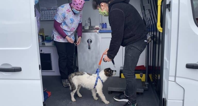Municipalidad de Molina inició funcionamiento de Veterinaria Popular
