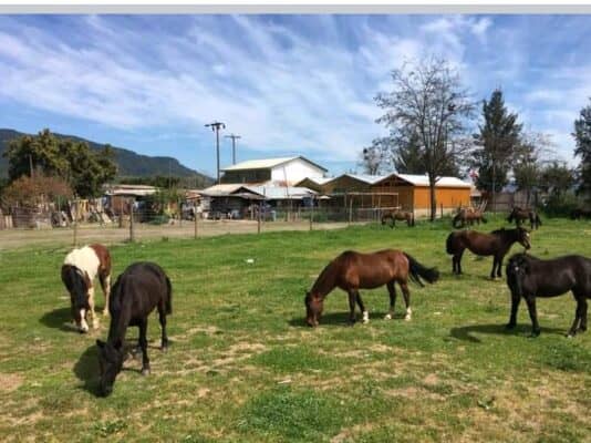 Abandonan camión con caballos robados en pleno centro de Hualañé