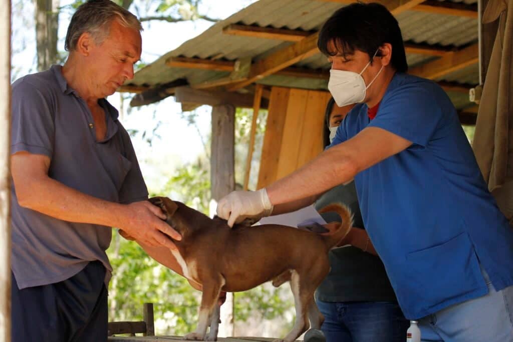 Hualañé: Gran operativo veterinario gratuito para mascotas y animales mayores