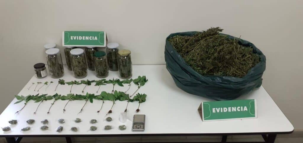 Carabineros detuvo a hombre en Morza por cultivo y venta de marihuana