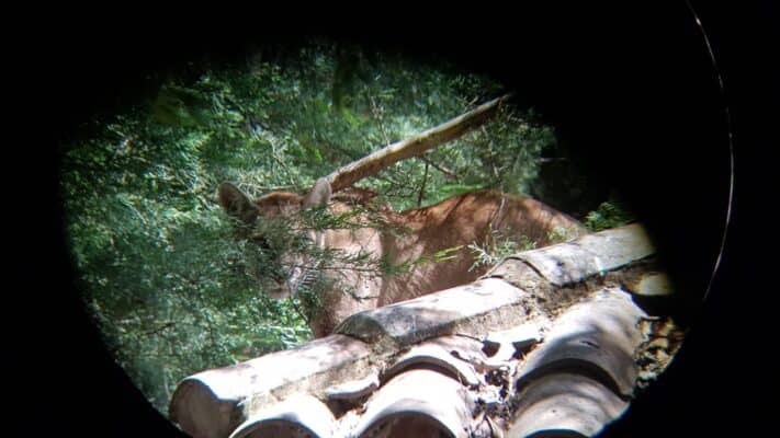 Puma escapó de captura en Romeral: SAG activó código rojo ante posible reaparición