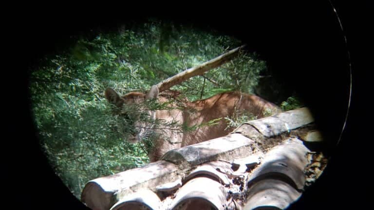 Puma escapó de captura en Romeral: SAG activó código rojo ante posible reaparición