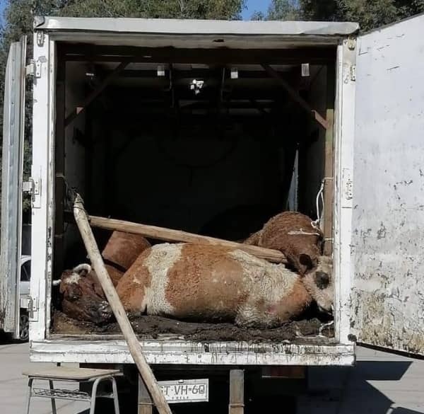 Sujetos robaron una docena de animales desde predio en Villa Prat